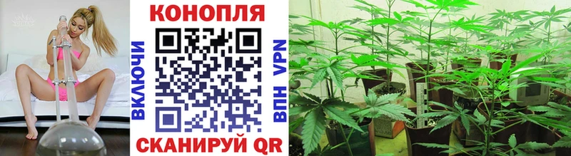 Купить где  Мглин  Каннабис план 